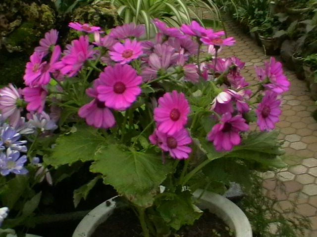 imga0241.jpg