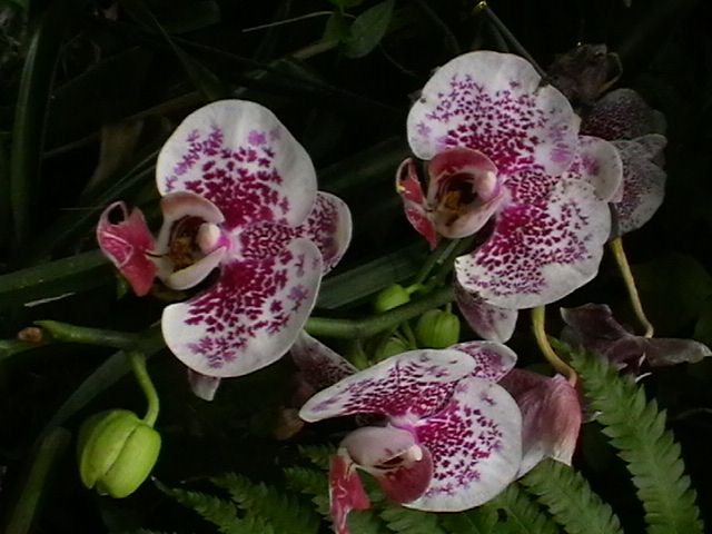 imga0261.jpg