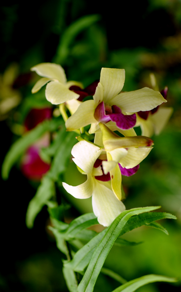 dsc_5159a.jpg