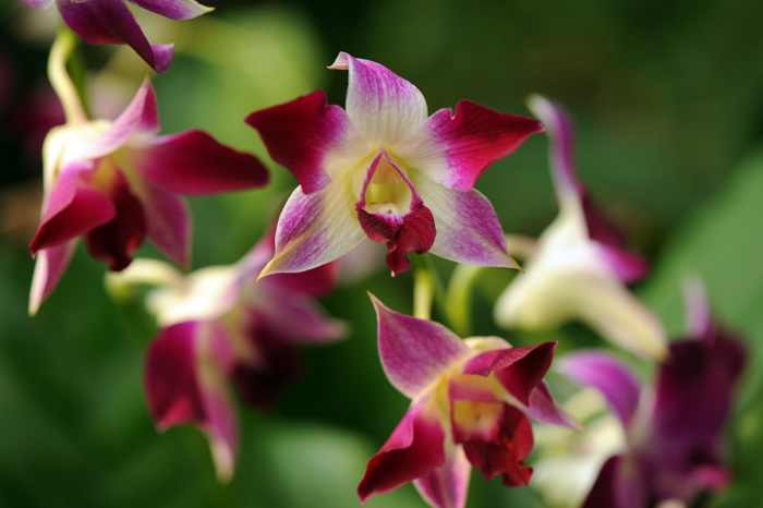 dsc_5160a.jpg