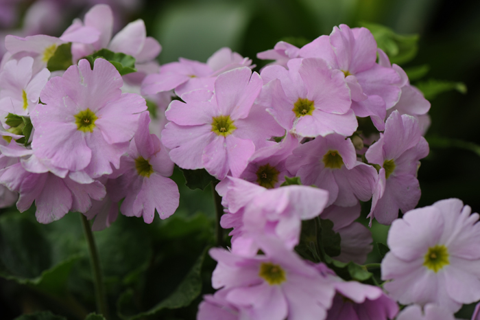 dsc_5161a.jpg