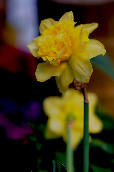 dsc_5163a.jpg