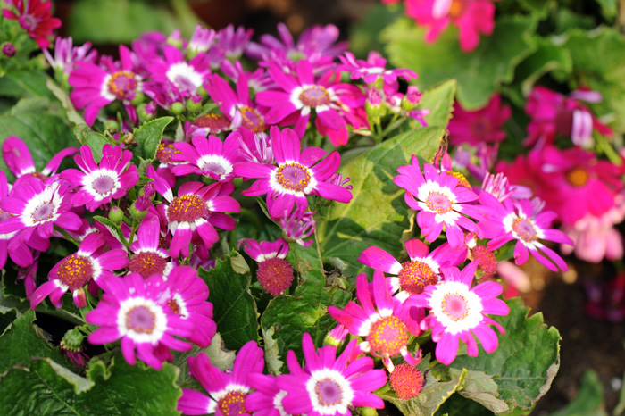 dsc_5164a.jpg