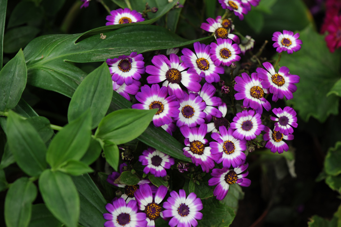 dsc_5165a.jpg