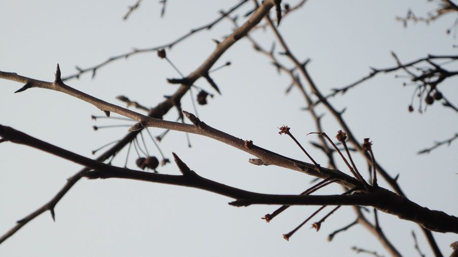 neo_img_dsc01907.jpg