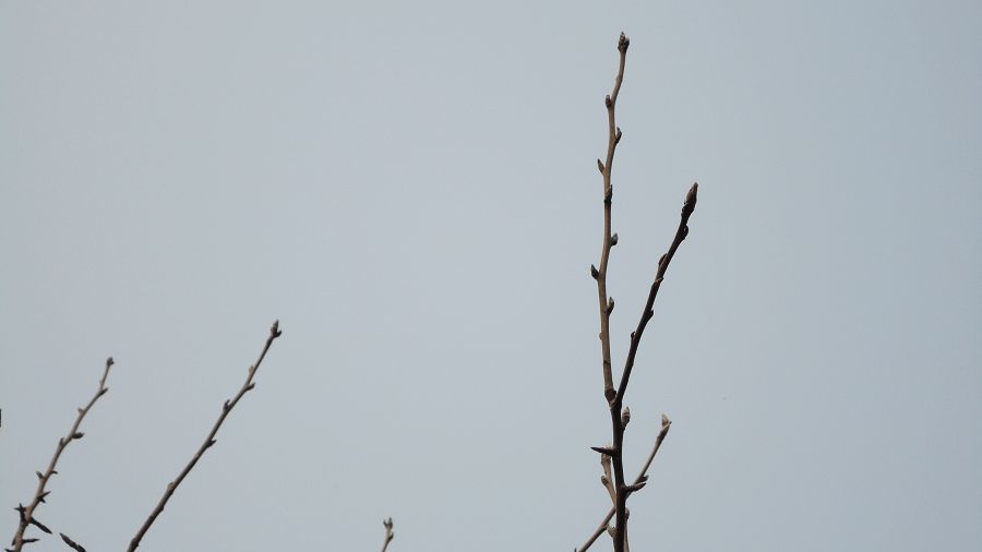 neo_img_dsc01908.jpg