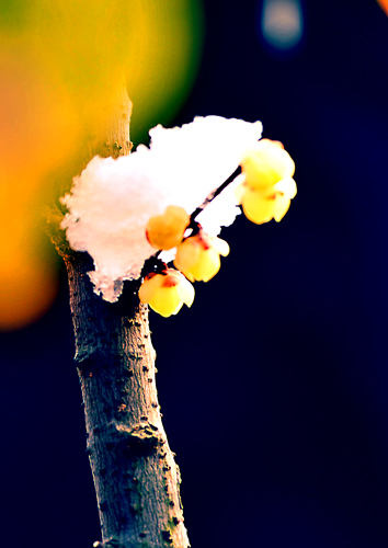 _dsc4312a.jpg