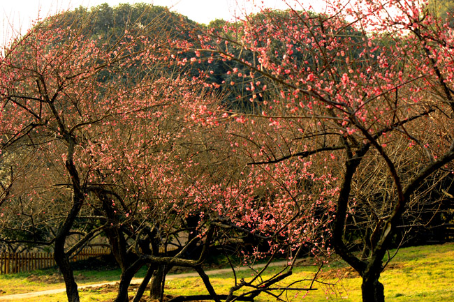 dsc_4830a.jpg