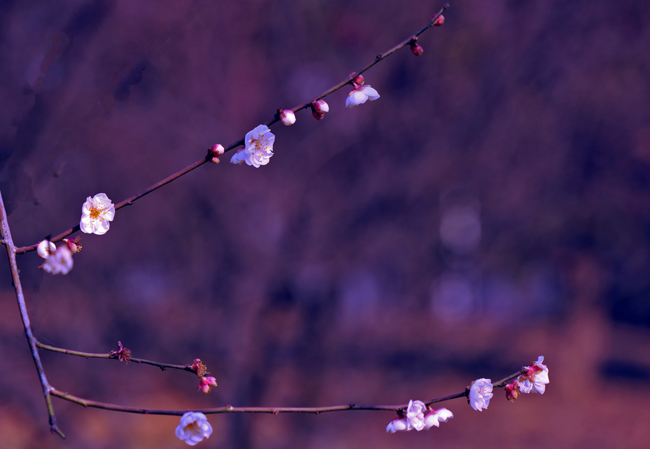 dsc_4838a.jpg