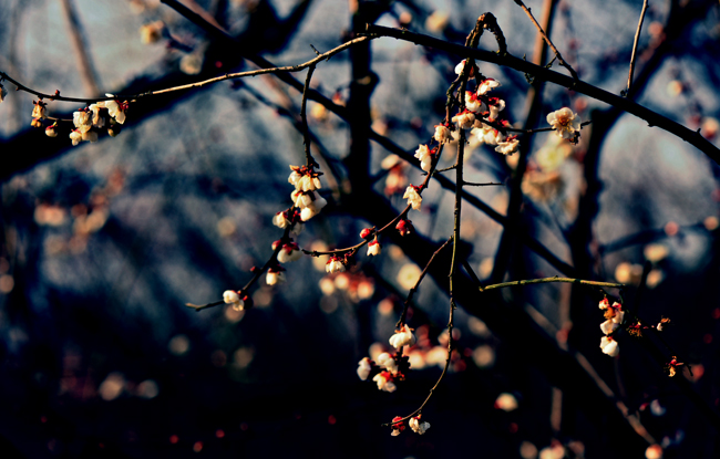 dsc_4831a.jpg