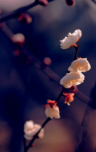 dsc_4839a.jpg