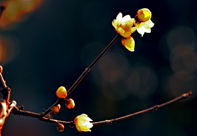 dsc_4844a.jpg