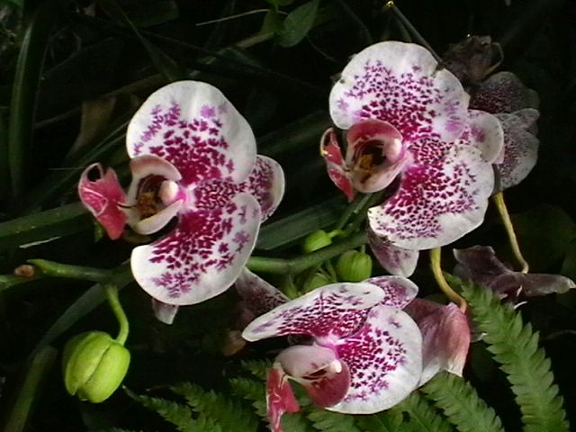 imga0261.jpg