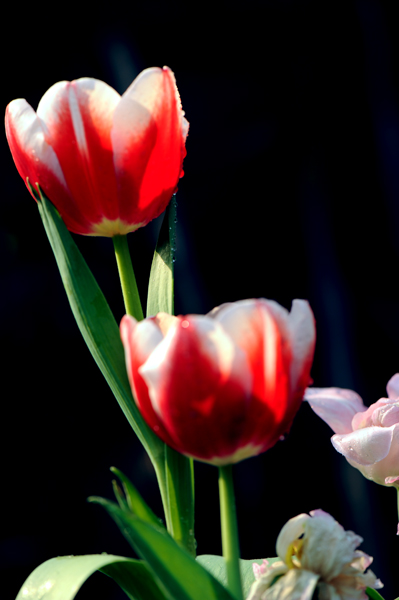 dsc_5179a.jpg