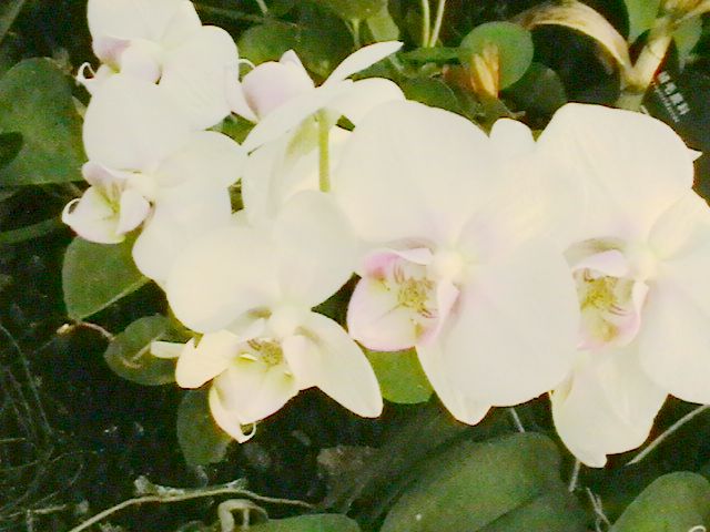imga0284.jpg