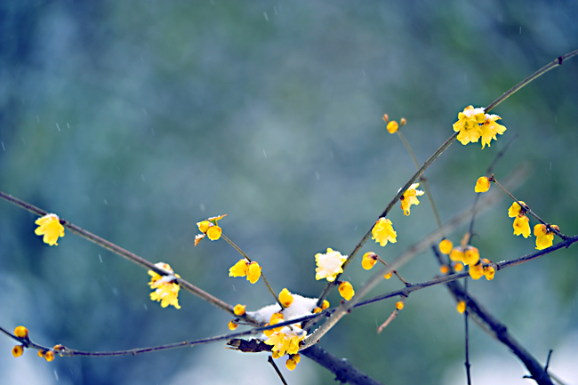 _dsc4217a.jpg