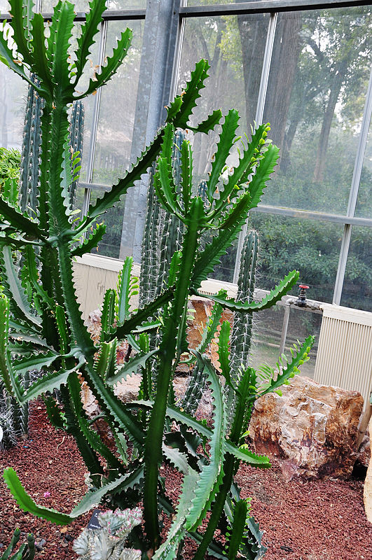 dsc_0795.jpg