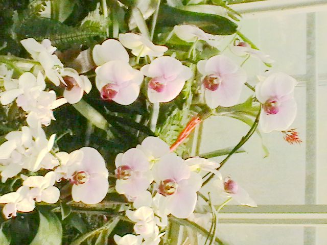 imga0292.jpg