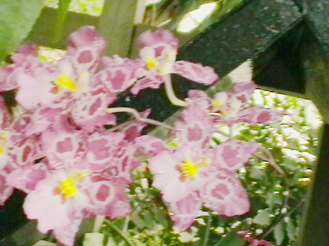 imga0305.jpg