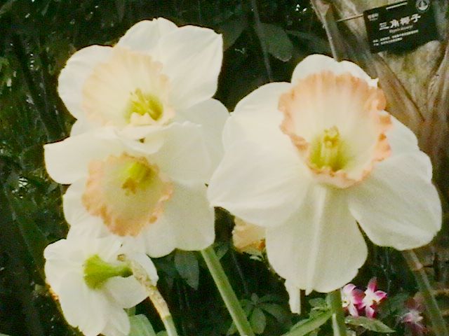 imga0328.jpg