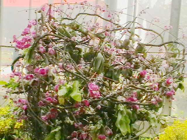 imga0333.jpg