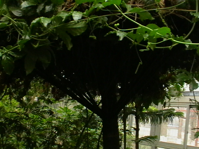 imga0237.jpg