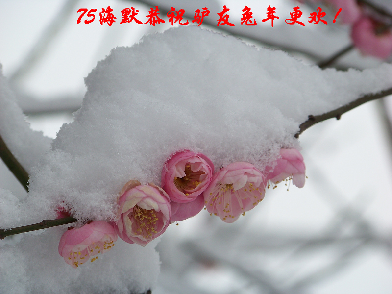 20110120ƺ¥fޱ԰ (17)x75´.jpg