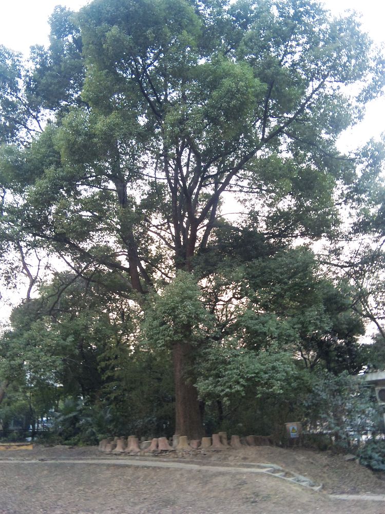 neo_img_dvc00049.jpg