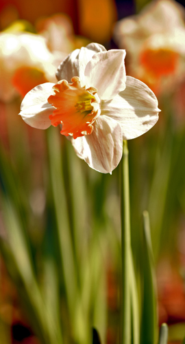 dsc_4880a.jpg