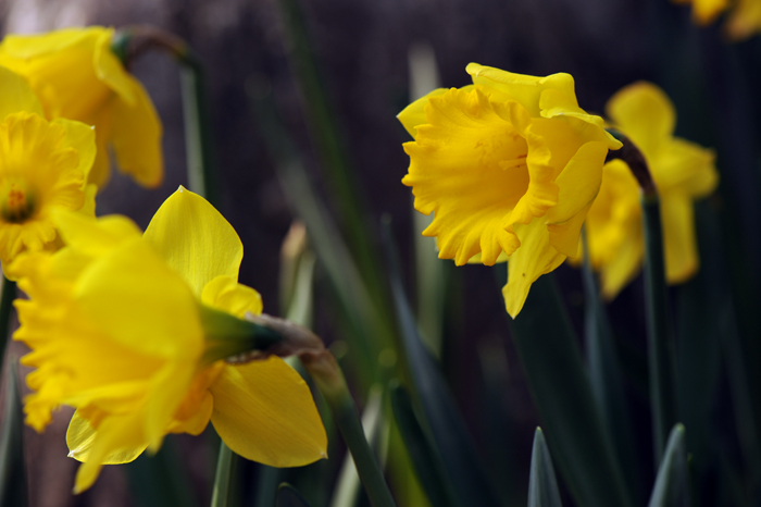 dsc_4885a.jpg