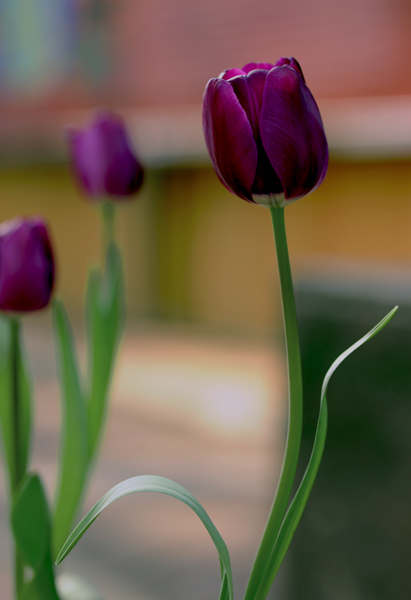 dsc_4892a.jpg