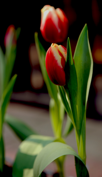 dsc_4894a.jpg