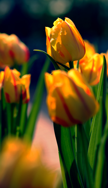 dsc_4899a.jpg