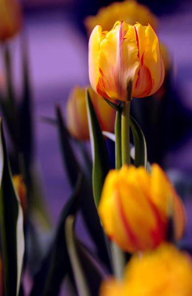 dsc_4906a.jpg
