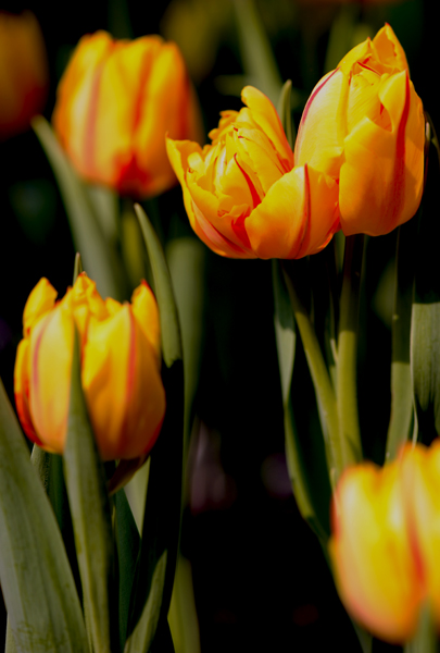 dsc_4905a.jpg