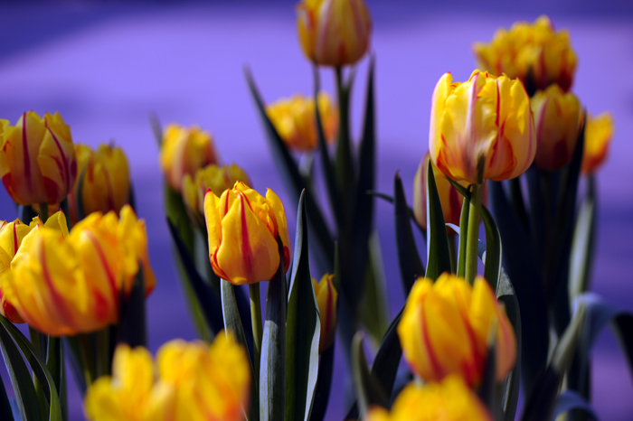 dsc_4907a.jpg