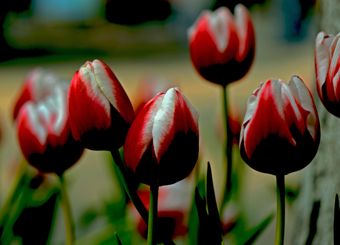 dsc_4909a.jpg