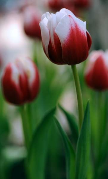 dsc_4912a.jpg