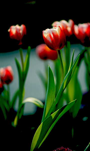 dsc_4983a.jpg