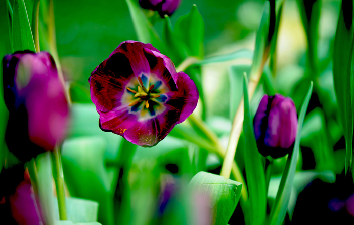 dsc_4985a.jpg
