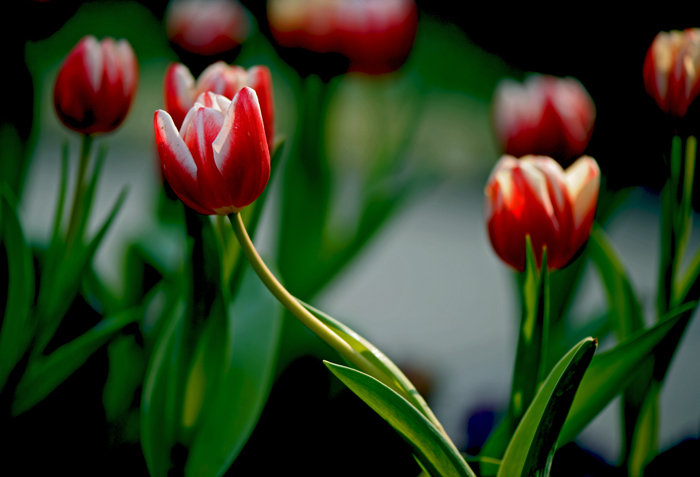 dsc_4984a.jpg