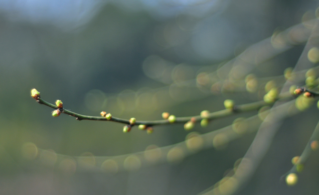 Ƭ 029.jpg