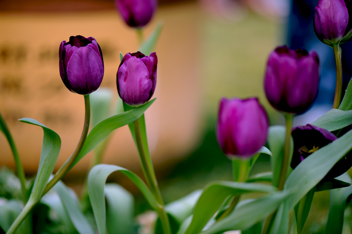 dsc_4990a.jpg
