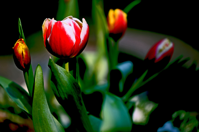 dsc_4993a.jpg