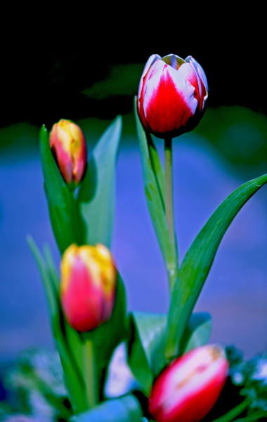 dsc_4994a.jpg