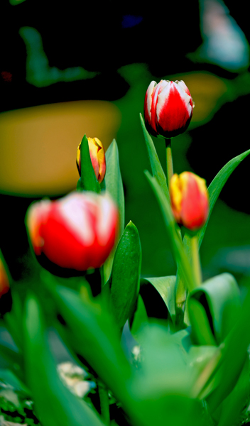dsc_4995a.jpg