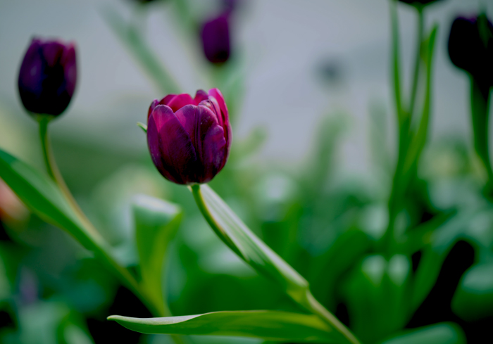 dsc_5003a.jpg