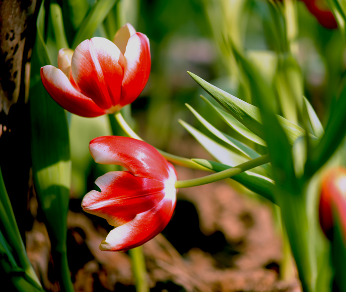 dsc_5022a.jpg