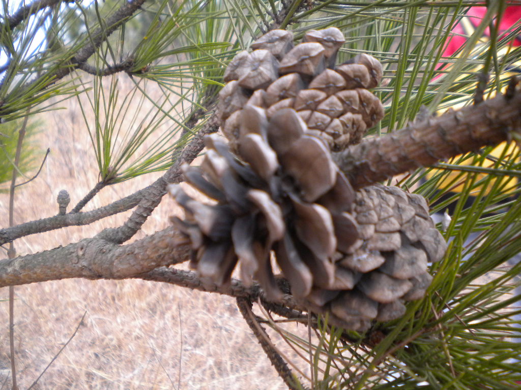 dscn0649.jpg