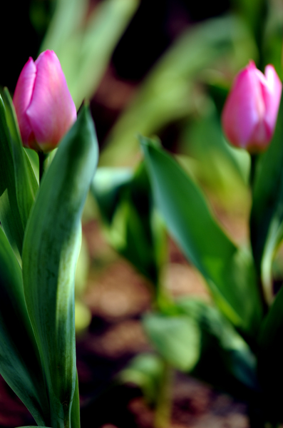 dsc_5026a.jpg